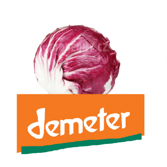 Salát Radicchio - DEMETER - Itálie (bedna 8-10 ks, cca 3 kg)